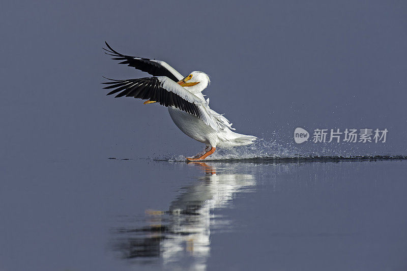 美国白鹈鹕(Pelecanus erythrorhynchos)是一种大型水生飞禽，隶属于鹈鹕目。黄石国家公园，怀俄明州。着陆。